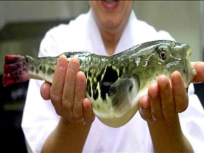 Cá nóc (ảnh: internet) Cá nóc (ảnh: internet)