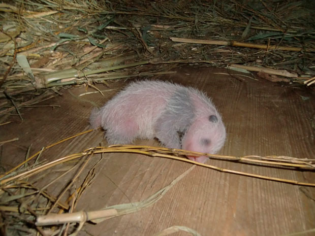 A giant panda cub lies inside its birth box while its mother has left for a few minutes to get some food at Vienna zoo. The panda cub, whose sex is not yet detectable, weighs about 200 grams, twice as much as on the day of its birth August 23