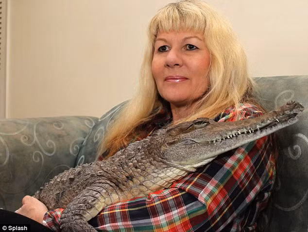 Vicki Lowing cradles one of her her pets on the sofa at home Read more: http://www.dailymail.co.uk/news/article-1310583/Croc-Ladys-family-snaps-Meet-nurse-lives-pet-crocodiles.html#ixzz11jYzw43g