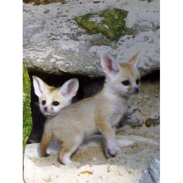 Drusillas Park in East Sussex is currently celebrating the birth of rare fennec foxes for the second time this year. The twins, who are not yet named, were born on 23rd July and are thriving under the watchful guidance of parents Mali and Tabari. They have now taken their first steps and are just starting to explore the environment outside the nest box