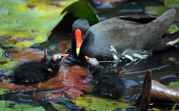 A family of moorhens feed at Taipei Botanical Gardens, Taipei, Taiwan