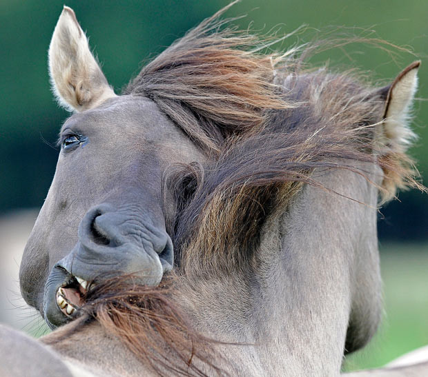 Wild horses nibble each other in Duelmen, Germany