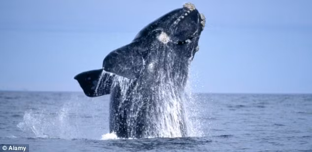 The skeleton is an Atlantic Right Whale, pictured, which are now endangered Read more: http://www.dailymail.co.uk/sciencetech/article-1310489/Archaeologists-discover-200-year-old-Moby-Dick-skeleton-banks-Thames.html#ixzz11kfe6SAR