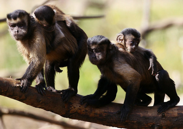 Edinburgh Zoo’s brown capuchin monkeys have had a record breaking breeding season with six new infants joining the two groups