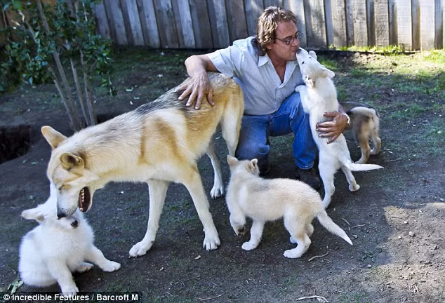 Paul Pondella and his Alaskan timberwolf hybrid Takoda, play with the newborn pups on in Studio City, California. Read more: http://www.dailymail.co.uk/news/article-1309750/Meet-Californian-couple-dont-wolves-door--invite--TEN.html#ixzz1215tOoNs