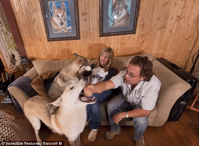 Gặp gia đình nửa người, nửa sói