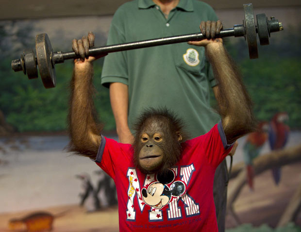 A baby orangutan does a spot of weight lifting during a show at a zoo in Bangkok, Thailand