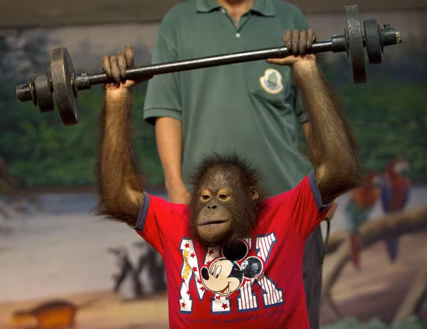 A baby orangutan does a spot of weight lifting during a show at a zoo in Bangkok, Thailand