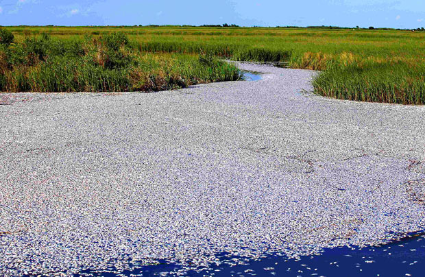Fish carcasses from a massive fish kill in the Bayou Chaland area of Plaquemines Parish, Louisiana, are pictured...