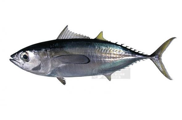 Những rau quả, thực phẩm dễ gây nguy hiểm ảnh 6 Cá ngừ (ảnh: Internet)