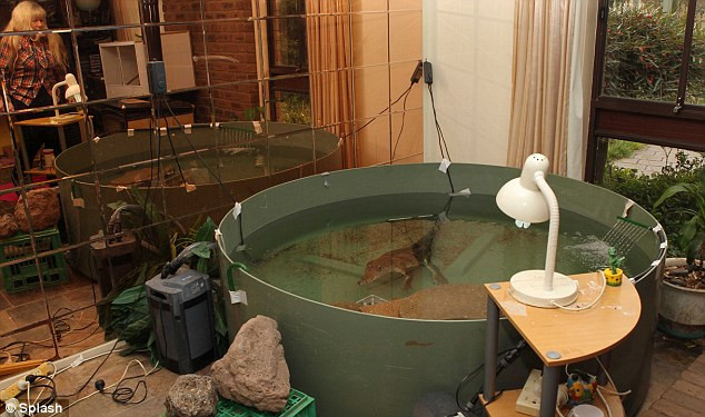 Người phụ nữ sống chung với cá sấu: Nó là con vật có khả năng ngoại cảm ảnh 5 Each of the two oldest creatures have their own water tanks and sunlamps Read more: http://www.dailymail.co.uk/news/article-1310583/Croc-Ladys-family-snaps-Meet-nurse-lives-pet-crocodiles.html#ixzz11jZtLGXT