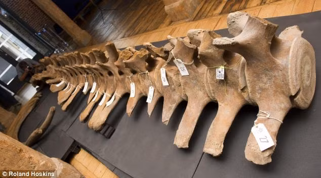 The skeleton was found headless but otherwise remarkably intact. It is the largest object ever to be discovered in an archaeological dig by the Thams Read more: http://www.dailymail.co.uk/sciencetech/article-1310489/Archaeologists-discover-200-year-old-Moby-Dick-skeleton-banks-Thames.html#ixzz11kfU6aS6