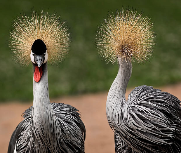A pair of crowned cranes earn the nickname ’heads and tails’ as one turns its head away from the camera of Francisca Rivera-Casares at the Biopark Zoo, in Valencia, Spain