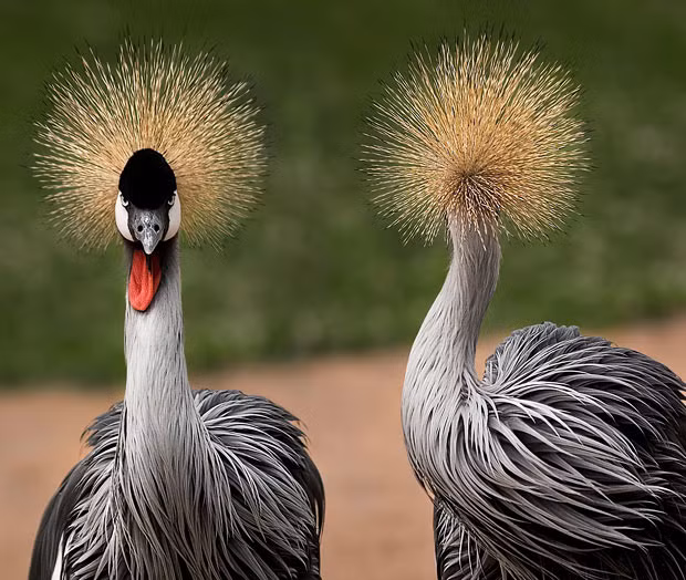A pair of crowned cranes earn the nickname ’heads and tails’ as one turns its head away from the camera of Francisca Rivera-Casares at the Biopark Zoo, in Valencia, Spain