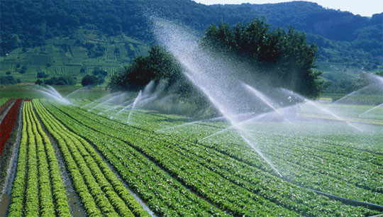 Những rau quả, thực phẩm dễ gây nguy hiểm ảnh 4 (ảnh: Internet)