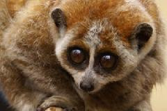 Việt Nam nghiêm cấm mọi hình thức buôn bán động vật hoang dã (ảnh minh họa) Việt Nam nghiêm cấm mọi hình thức buôn bán động vật hoang dã (ảnh minh họa)