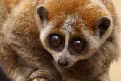 Việt Nam nghiêm cấm mọi hình thức buôn bán động vật hoang dã (ảnh minh họa)