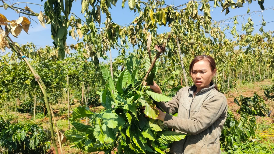 Vườn chanh dây, cà phê của gia đình bà Vũ Thị Chuyền bị chặt phá.