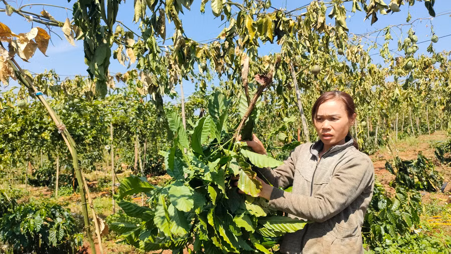 Vườn chanh dây, cà phê của gia đình bà Vũ Thị Chuyền bị chặt phá.