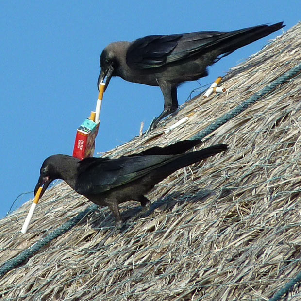 Khi động vật mang dáng dấp con người ảnh 10 Tony and Judie Ellis, a British couple holidaying in the Maldives, spotted a crow flying past carrying a packet of cigarettes. It alighted on the roof of the villa next to theirs and began extracting the cigarettes from the packet. As Judie rushed to get her camera, two more crows arrived for a fag break. Judie, from the appropriately-named Crowborough in East Sussex, said: ’The crow seemed to be dishing them out to the others