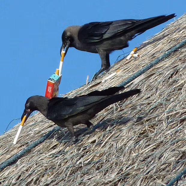 Tony and Judie Ellis, a British couple holidaying in the Maldives, spotted a crow flying past carrying a packet of cigarettes. It alighted on the roof of the villa next to theirs and began extracting the cigarettes from the packet. As Judie rushed to get her camera, two more crows arrived for a fag break. Judie, from the appropriately-named Crowborough in East Sussex, said: ’The crow seemed to be dishing them out to the others