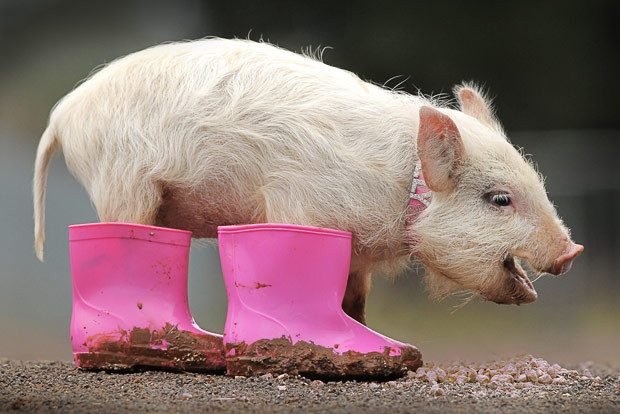 Polly the piglet, in pink boots, is the new resident pig at Edgar’s Mission in Willowmavin, Melbourne, Australia