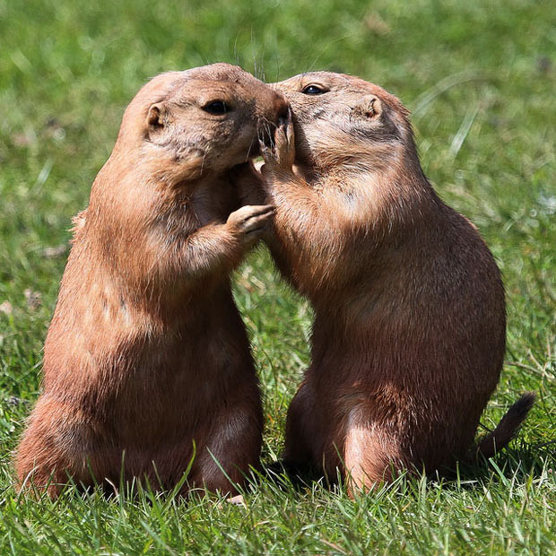 These amorous black-tailed prairie marmots - whispering sweet nothings into each other’s ears - have been dubbed Edward and Bella by keepers at South Lakes Wild Animal Park in Cumbria