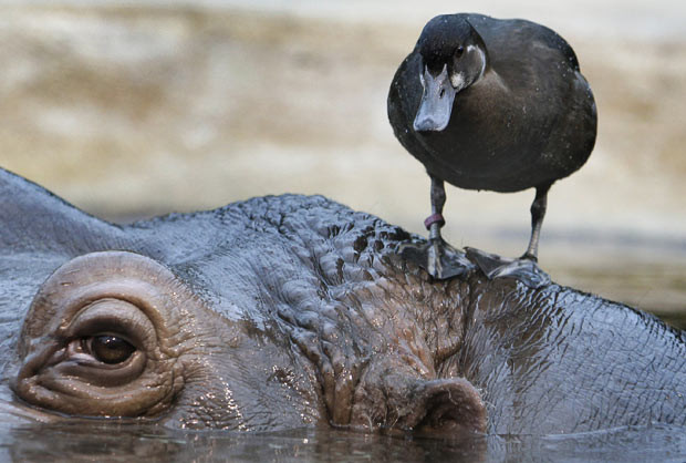 A southern pochard duck stands on the head of a hippo at Berlin zoo