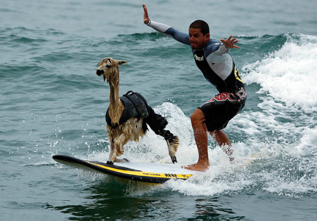 Khi động vật mang dáng dấp con người ảnh 6 Peruvian surfer Domingo Pianezzi rides a wave with his alpaca Pisco at San Bartolo beach in Lima. Pianezzi has spent a decade training dogs to ride the nose of his board when he catches waves, and now he is the first to do so with an alpaca