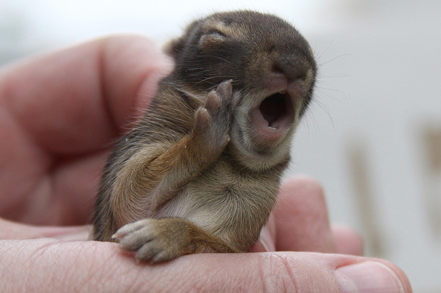 An orphaned baby rabbit seems to cry out for its mother moments after the pair were brutally attacked by a dog. At just days old this tiny cottontail rabbit wants the one thing it cannot have - a hug from its mummy. The cute creature was remarkably unscathed during the savage canine attack which took place in Connecticut, USA