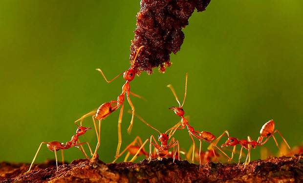 A group of hungry ants clamour to get their jaws around a piece of chocolate brownie left by photographer Andiyan Lutfi in his garden in Indonesia