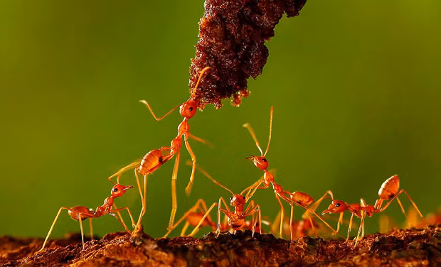 A group of hungry ants clamour to get their jaws around a piece of chocolate brownie left by photographer Andiyan Lutfi in his garden in Indonesia