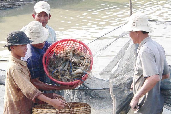 Thu hoạch tôm càng xanh ở Phú Thuận