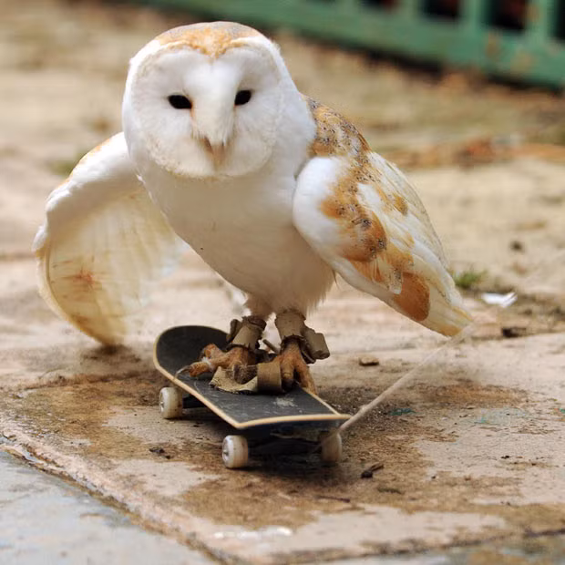 This is Alby the 13-year-old skateboarding barn owl who lives at Folkestone Owl Rescue Centre, Kent. Alby has developed a technique, which involves him swooping onto the board, using the momentum from his flight to push him along
