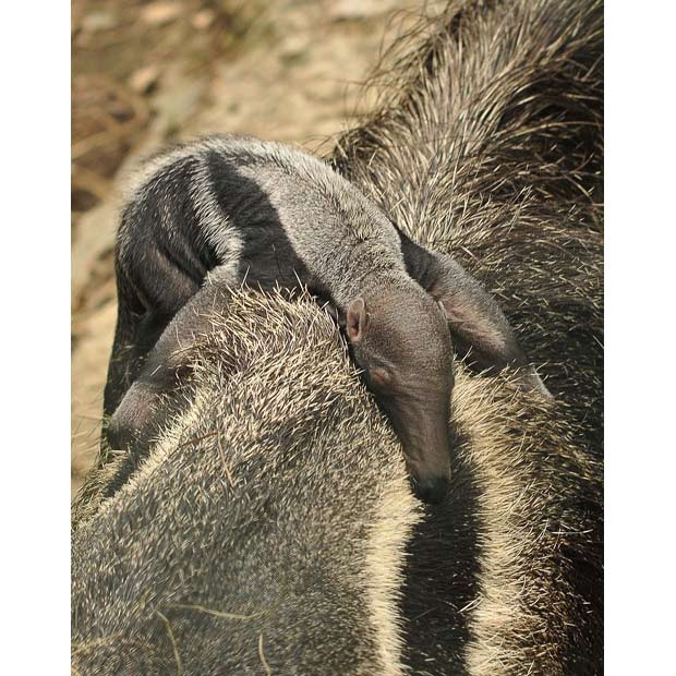 An 8-day-old giant anteater sleeps on the back of his mother at the Santafe Zoo in Medellin, Colombia