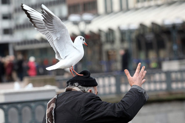 A seagull lands on a man’s head while he feeds the birds on the Inner Alster Lake in Hamburg, Germany