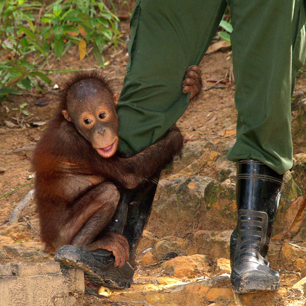 A three-year-old orangutan, his mother shot by hunters, clings onto a ranger’s boot for reassurance at a wildlife park in Malaysia. Australian photographer Steve Bullock captured this endearing picture whilst visiting the resort on his honeymoon