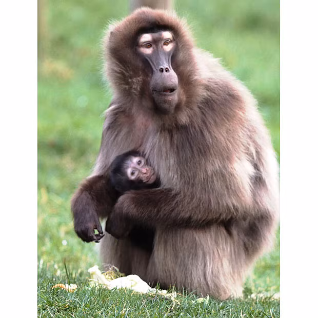 The first ever Gelada baboon has been born at Howletts Wild Animal Park in Kent. Howletts is one of only three other zoos in the UK to breed Gelada baboons meaning this birth is a first for Kent and a significant achievement for the conservation of this rare primate