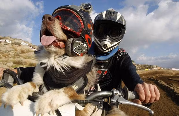 Mike Schelin rides his motocross bike with his dog Opee, an 8 year old blue merle Australian shepherd, in Perris, California