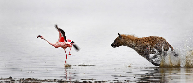 Pounding through the caustic waters of Lake Nakuru, Kenya, the determined hyena failed ten times before catching his dinner