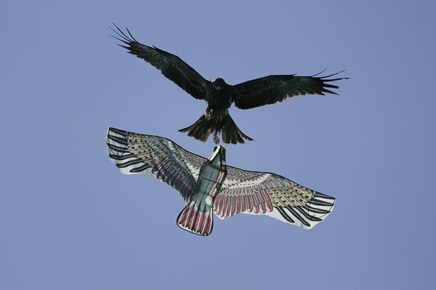 A falcon attacks a falcon-like kite during the International Kite Festival in Ahmadabad, India