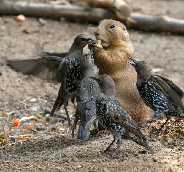 A prairie dog is attacked by starlings for a nut at St. Louis Zoo in St. Louis, Missouri