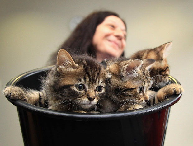 A litter of kittens were presented to Camilla, Duchess of Cornwall, as she paid Battersea Dogs and Cats Home a visit. The animal charity is celebrating its 150th birthday