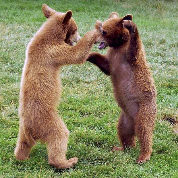 These playful baby bears were snapped at the Bear Country park in South Dakota