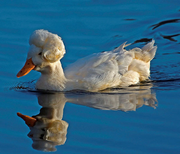 A duck appears to sport a Marilyn Monroe style hairdo, with her head feathers perfectly preened into a fetching bouffant. Amateur photographer Rainey Shuler snapped the crested duck at the Willow Springs Pond in Soulsbyville, Northern California. She said the bird was known locally as the George Washington Duck as it bears a resemblance to the former American President