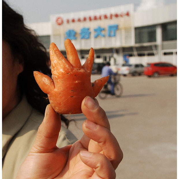 Chùm ảnh: Thế giới vui và lạ ảnh 3 Wang Ming holds up a carrot discovered in her mother