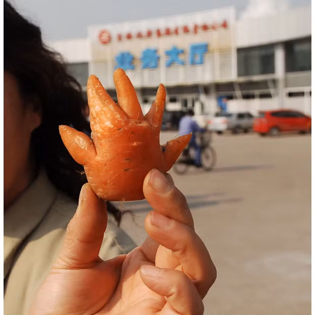 Wang Ming holds up a carrot discovered in her mother