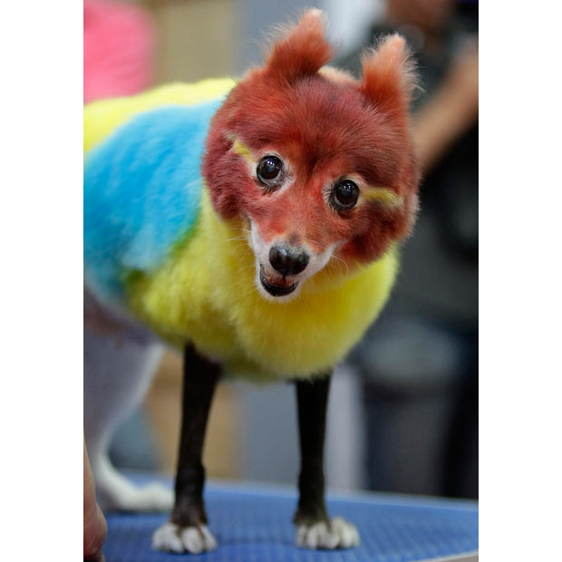 Khi động vật mang dáng dấp con người ảnh 5 A Japanese Spitz named Lucy is dyed as a bird for a pet colouring competition at a pet show in Taipei