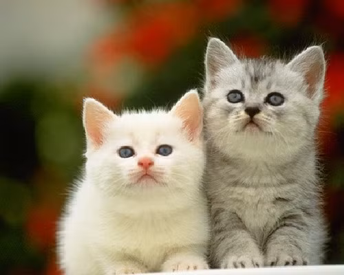 Hình tượng con mèo trong tâm thức dân gian