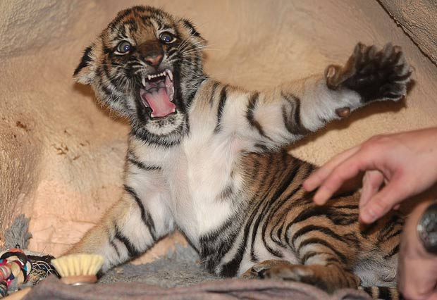 Keepers give physiotherapy to an 11-week-old tiger cub with paralysed hind legs, Halle, Saxony-Anhalt, Germany...